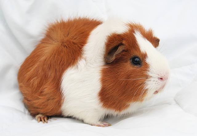 cute guinea pig